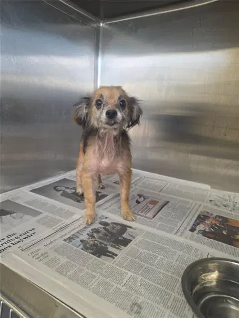 Riley - Chihuahua