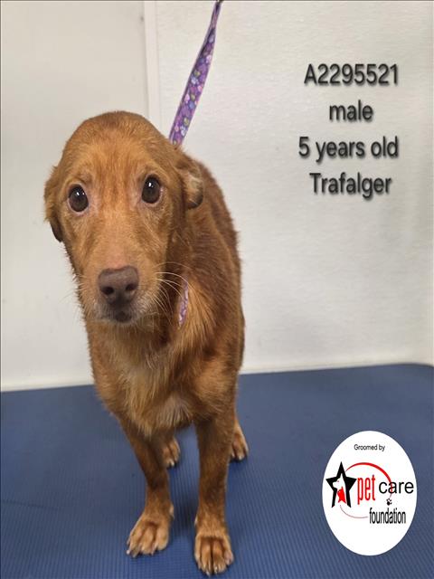 TRAFALGER, a dog for adoption from North Central Animal Care and Control