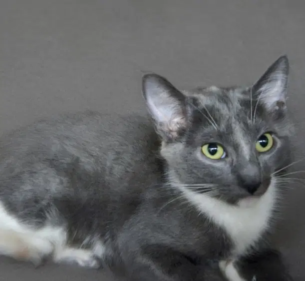 Melly - Domestic Short Hair