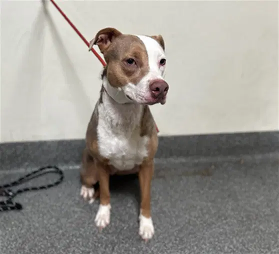 Summer - Pit Bull Terrier