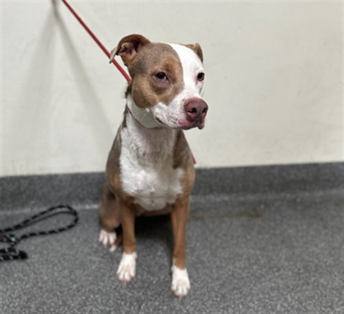 SUMMER, a dog for adoption from North Central Animal Care and Control