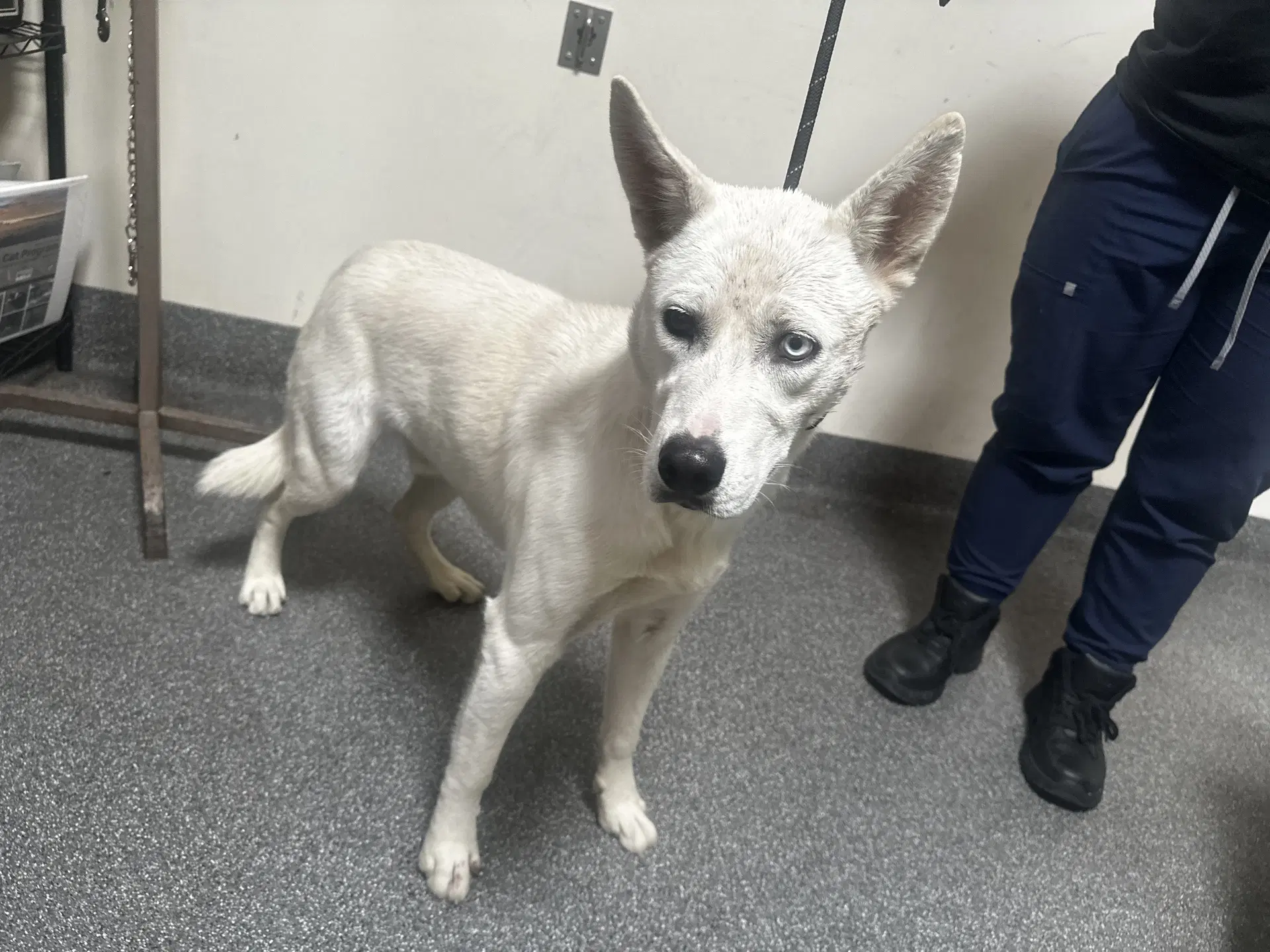Ghost - Siberian Husky