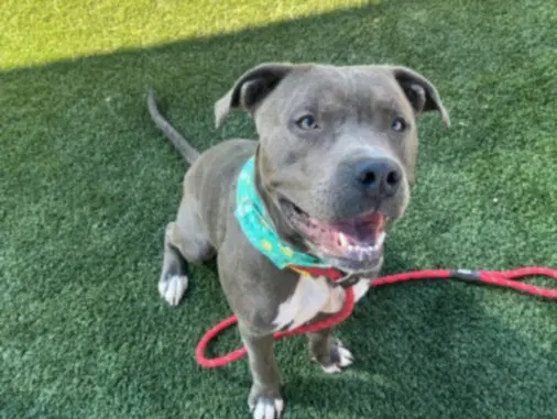 Braxx - Pit Bull Terrier