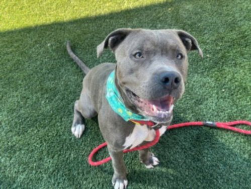 BRAXX, a dog for adoption from North Central Animal Care and Control