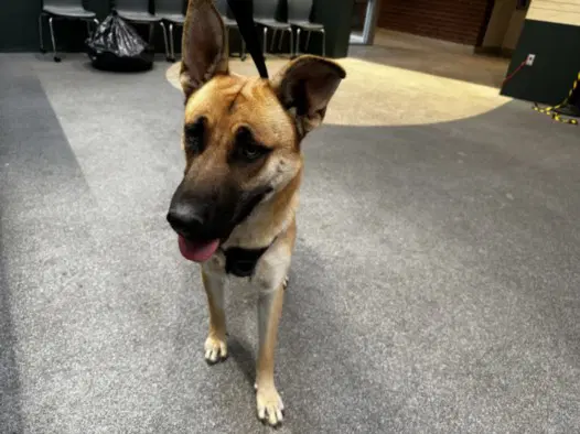 Heinz - German Shepherd Dog