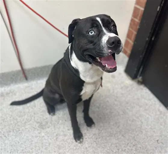 Mr Fresh - Pit Bull Terrier