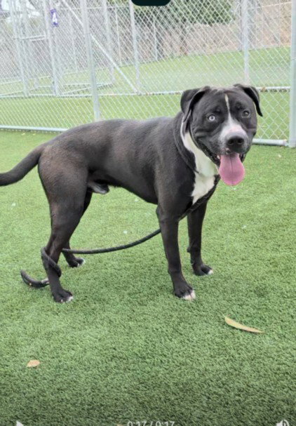 Mr Fresh, Pit Bull Terrier (medium coat)