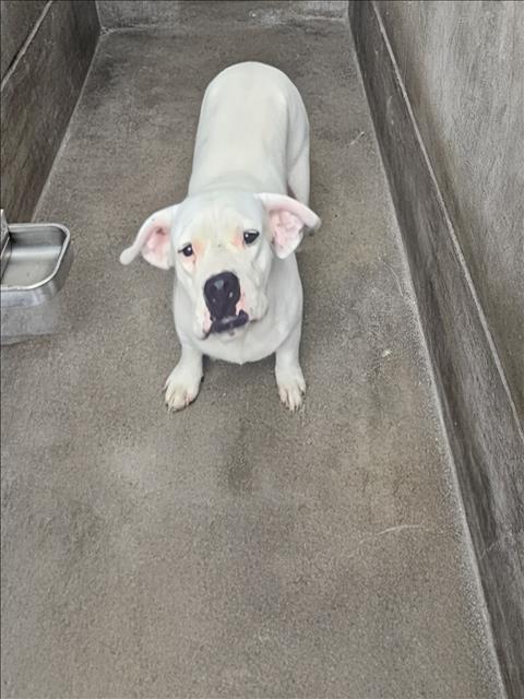 NALA, a dog for adoption from North Central Animal Care and Control