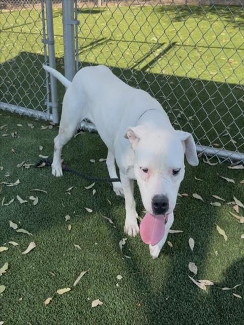Nala, Dogo Argentino / Mixed (medium coat)