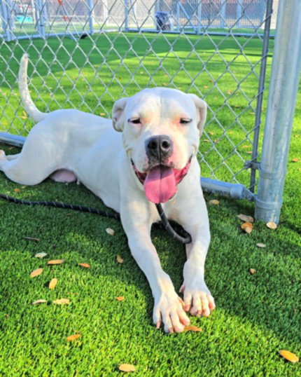 Nala, Dogo Argentino / Mixed (medium coat)