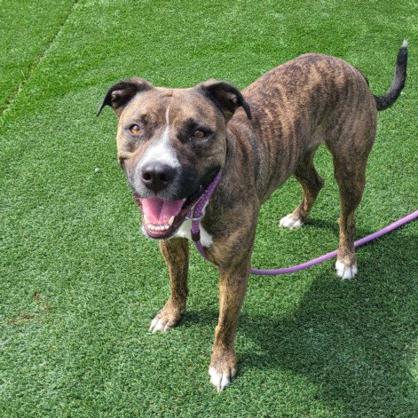 OLIVIA, a dog for adoption from North Central Animal Care and Control