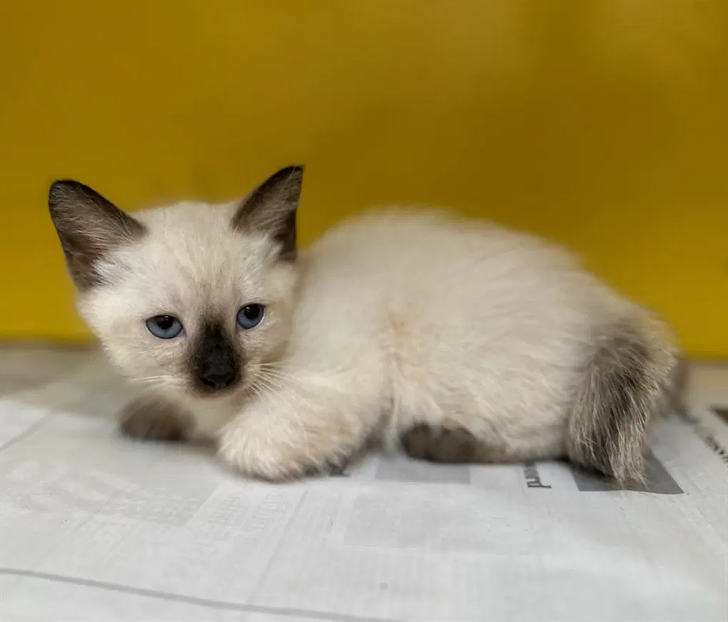 Lucille - Siamese