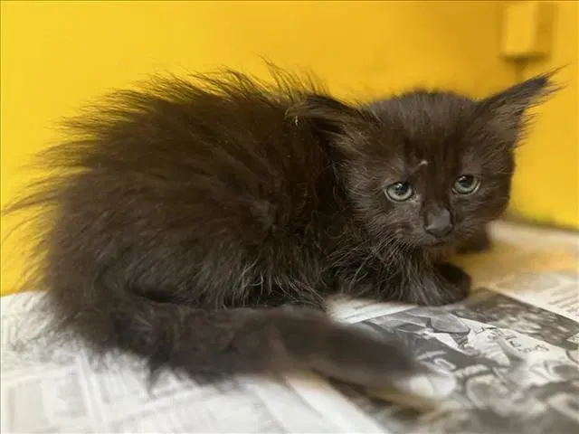 Brillo Pad - Domestic Short Hair