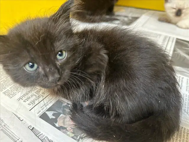 Meowzebub - Domestic Short Hair