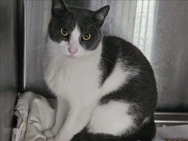 Luci - Domestic Short Hair