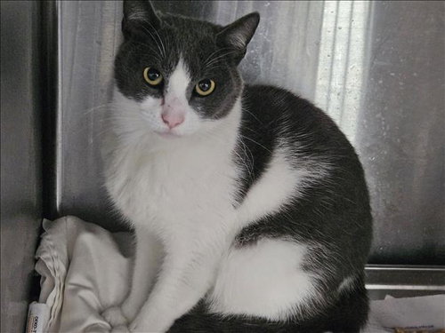 Luci, Domestic Short Hair (medium coat)