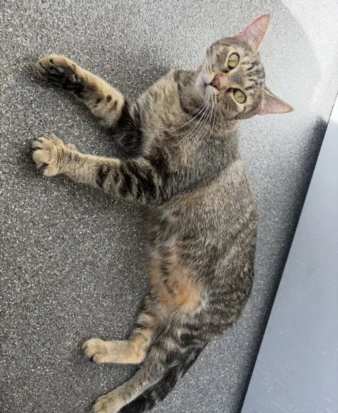 Zucchini - Domestic Short Hair
