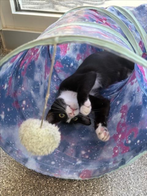 LUCY, a cat for adoption from North Central Animal Care and Control