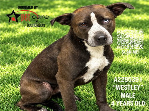 Westley, Pit Bull Terrier / Siberian Husky / Mixed (medium coat)