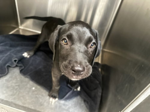 EMMIE, a dog for adoption from North Central Animal Care and Control
