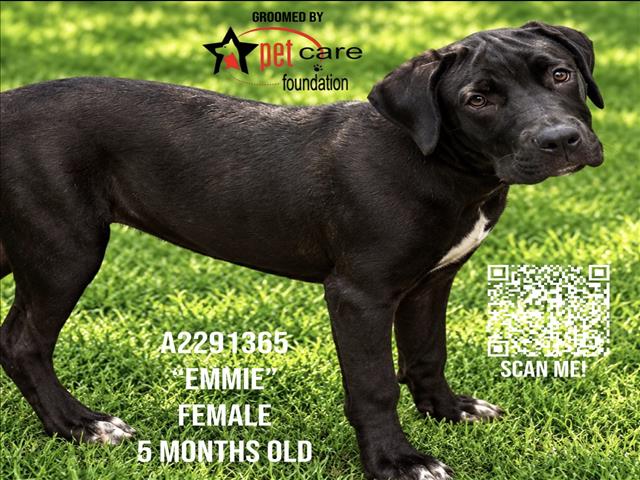 EMMIE