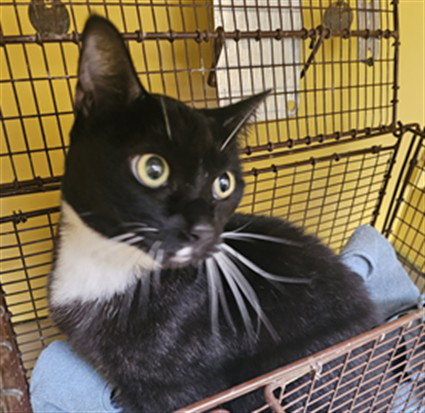 LUNA, a cat for adoption from North Central Animal Care and Control