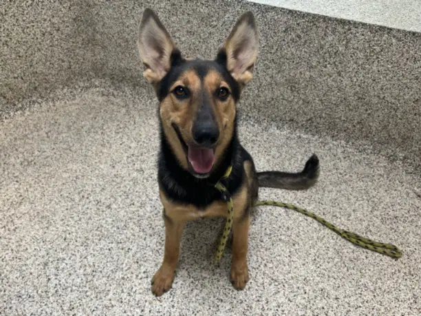 Suki - German Shepherd Dog