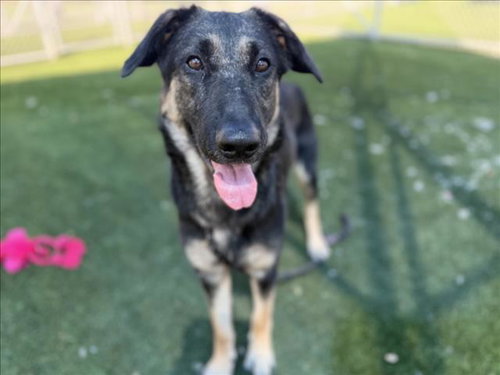 BUNNY, a dog for adoption from North Central Animal Care and Control