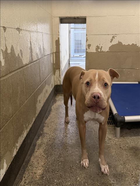 MIA, a dog for adoption from North Central Animal Care and Control