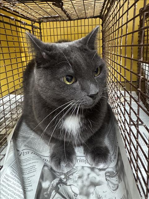 WASABI, a cat for adoption from North Central Animal Care and Control
