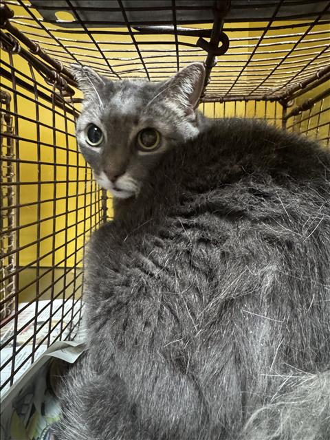 GINGER, a cat for adoption from North Central Animal Care and Control