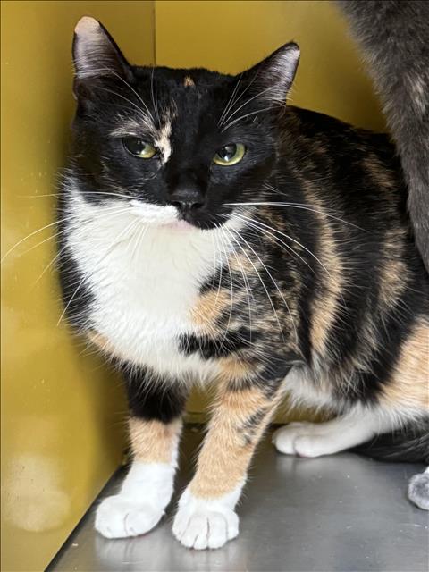 PUMPKIN, a cat for adoption from North Central Animal Care and Control
