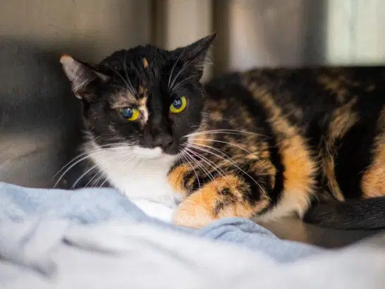 Pumpkin - Domestic Short Hair