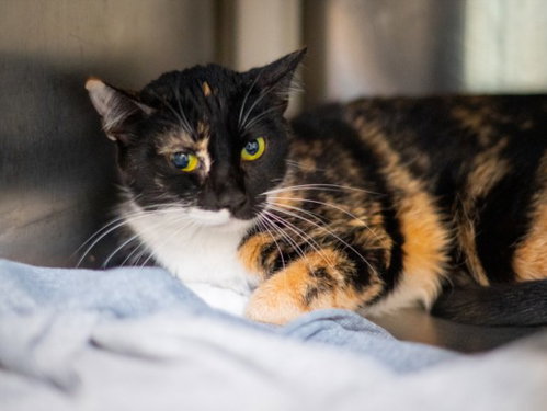 Pumpkin, Domestic Short Hair (medium coat)