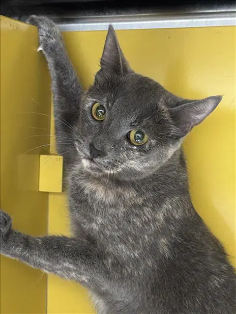 Miso - Domestic Short Hair