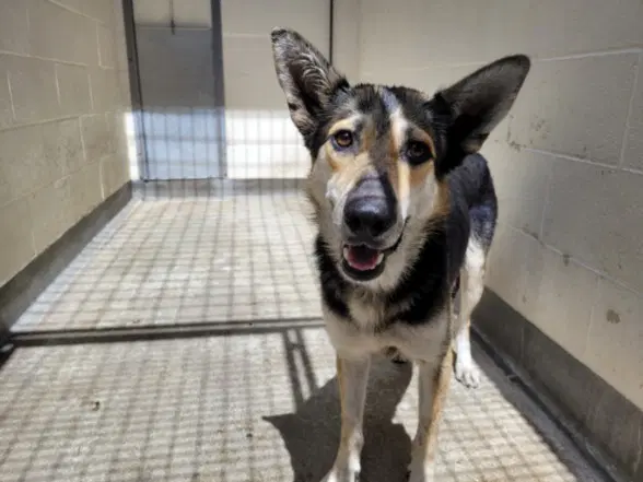 Algeria - German Shepherd Dog