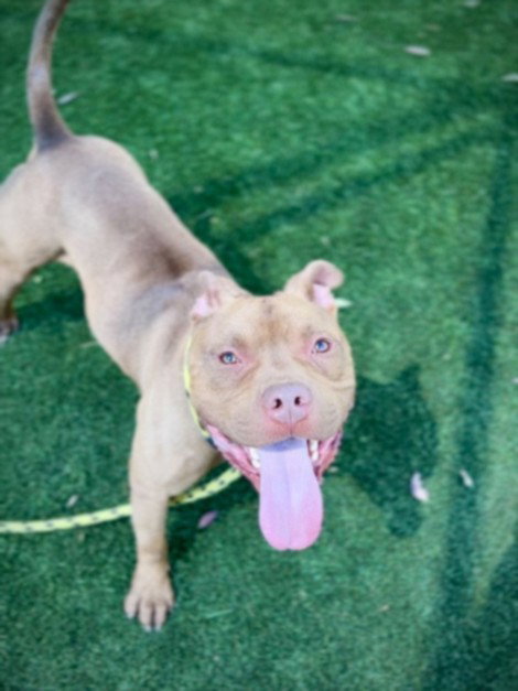 NIKO, a dog for adoption from North Central Animal Care and Control