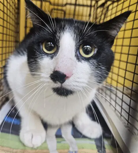 Luis - Domestic Short Hair