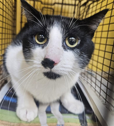 LUIS, a cat for adoption from North Central Animal Care and Control