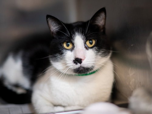 Luis, Domestic Short Hair (medium coat)