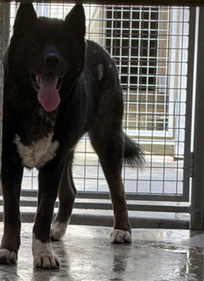 SHADE, a dog for adoption from North Central Animal Care and Control