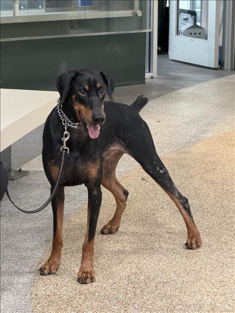 DIESEL, a dog for adoption from North Central Animal Care and Control