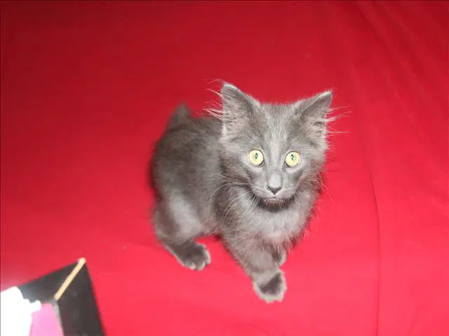 Mongo - Domestic Short Hair