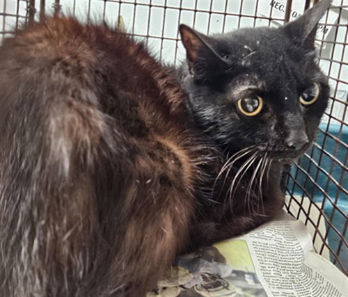SYDNEY, a cat for adoption from North Central Animal Care and Control