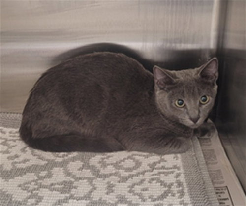 MAPLE, a cat for adoption from North Central Animal Care and Control