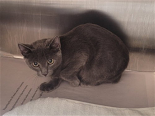 AMBER, a cat for adoption from North Central Animal Care and Control