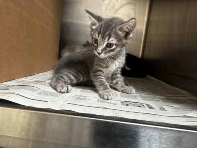 Paprika, Domestic Short Hair
