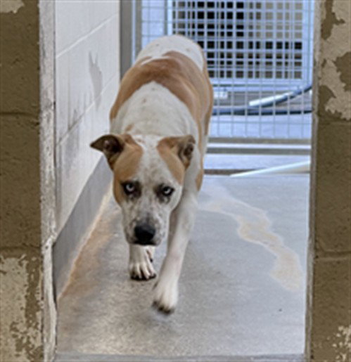TRIGGER, a dog for adoption from North Central Animal Care and Control