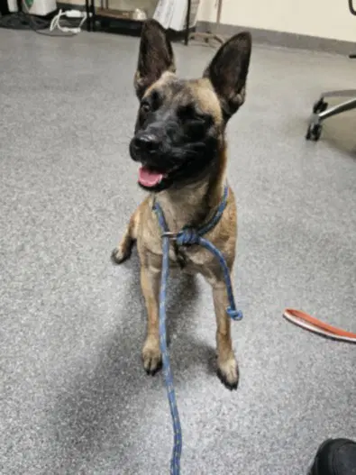 Haydee - German Shepherd Dog