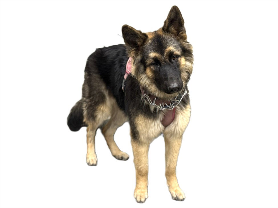 Gabriella, German Shepherd Dog